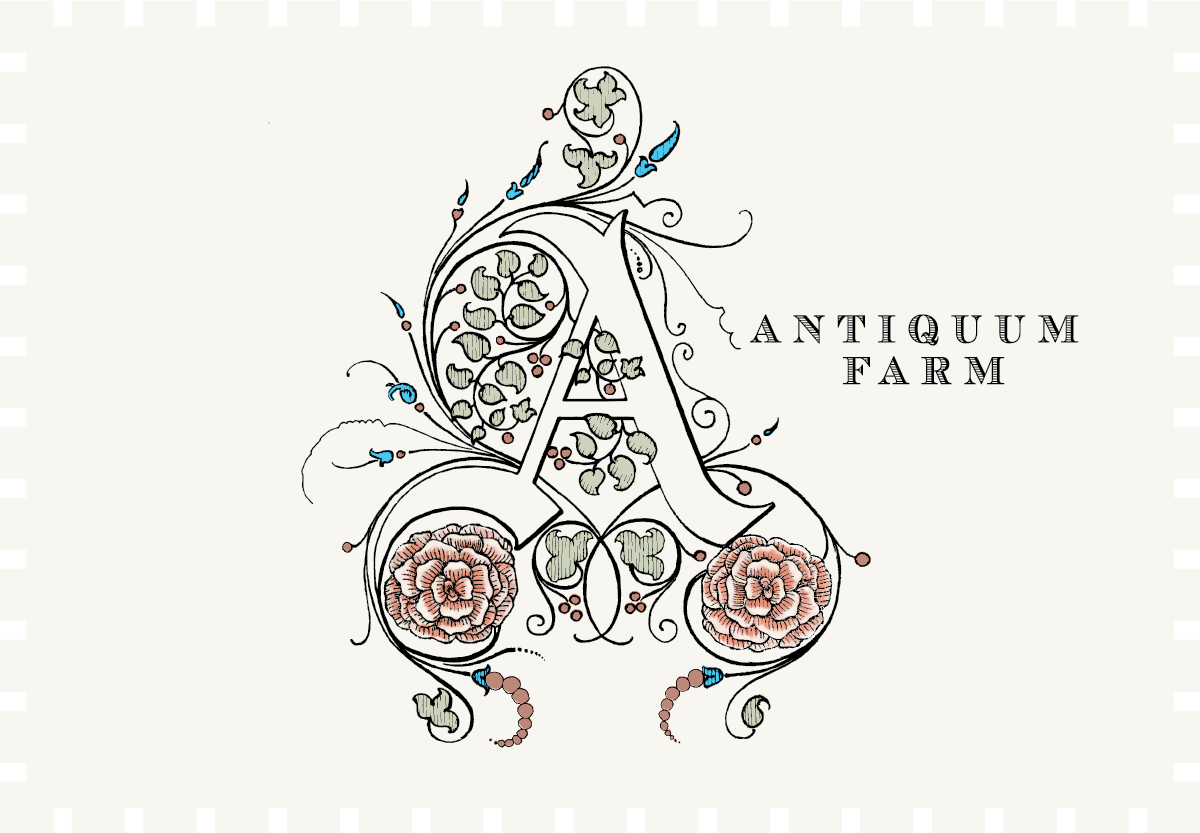 Antiquum Farm Aurosa Rose 2024