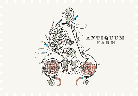 Antiquum Farm Aurosa Rose 2024